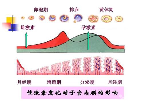 黃體生成激素底，對(duì)備孕有影響嗎？