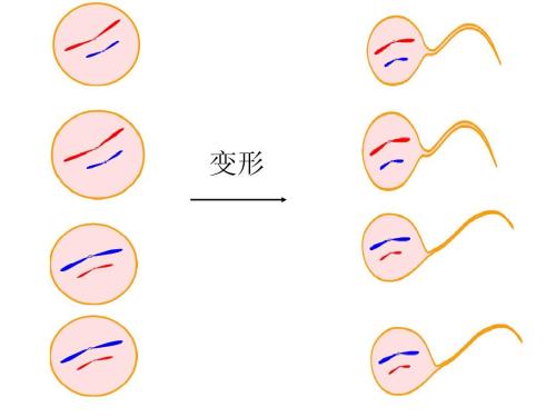 精子的質(zhì)量跟試管成功率沒有關(guān)系？