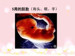 做試管治療時會弄錯胚胎嗎？