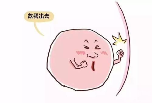 關(guān)于卵子，你知道可以存活多長(zhǎng)時(shí)間嗎？