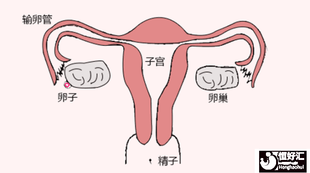 快速懷孕的條件，你都具備嗎？