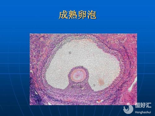 卵泡發(fā)育成熟要多久？這4個發(fā)育周期了解一下