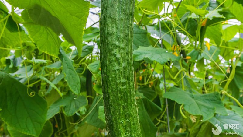 孕期為了胎兒的發(fā)育，最好避免這些蔬菜