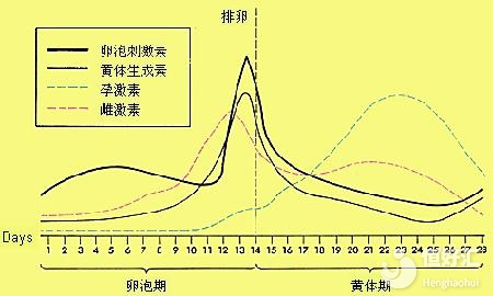 黃體期出血？一文讓你正確認(rèn)知黃體期各種癥狀