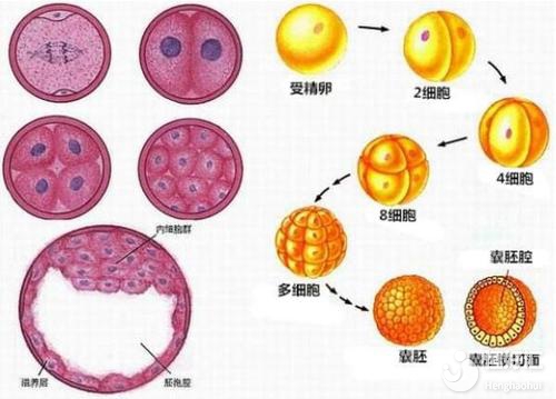 試管嬰兒胚胎類型揭秘，是你想象中的樣子嗎？