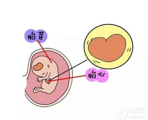 試管嬰兒胚胎著床后多久能聽到胎心？
