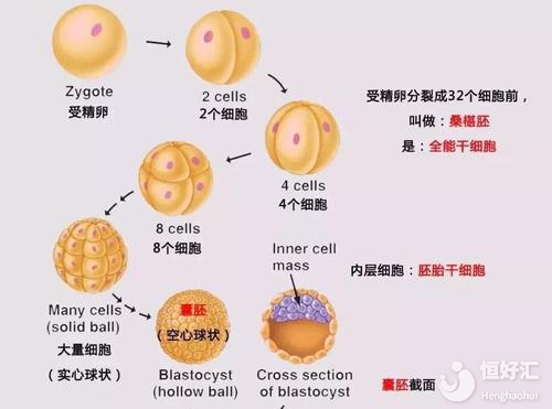 供卵試管胚胎移植越多越好？這2個認知你要知道