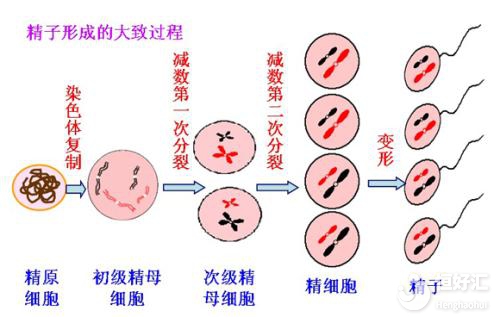 使用冷凍精子會影響試管嬰兒成功率嗎？